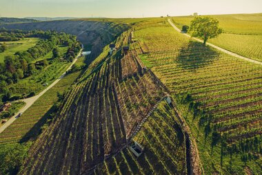 Lauffen am Neckar, Neckartal, HeilbronnerLand, Baden-Württemberg, Deutschland, Chris Frumolt Mai 2021, Katzenbeißer-Steillagen, Steillagen-Areal, Württemberg, Weinlandschaft