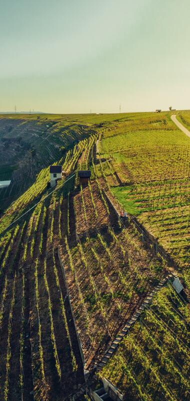 Lauffen am Neckar, Neckartal, HeilbronnerLand, Baden-Württemberg, Deutschland, Chris Frumolt Mai 2021, Katzenbeißer-Steillagen, Steillagen-Areal, Württemberg, Weinlandschaft