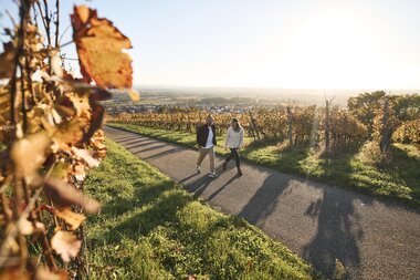 Wandern in den Weinbergen von Malsch, Rhein-Neckar, Letzenberg, Baden Württemberg, Deutschland