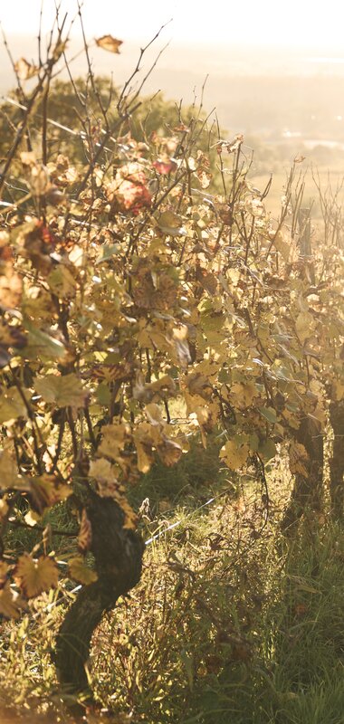 Wandern in den Weinbergen von Malsch, Rhein-Neckar, Letzenberg, Baden Württemberg, Deutschland