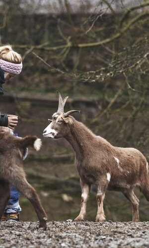 Wildpark in Schwarzach im Odenwald, Baden Württemberg, Deutschland