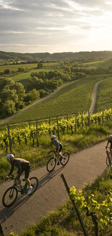 Radfahren am Zweifelberg, Kraichgau-Stromberg, Baden-Württemberg in Deutschland
Radfahren am Zweifelberg bei Brackenheim, Zabergäu, Kraichgau-Stromberg, HeilbronnerLand, Baden-Württemberg in Deutschland