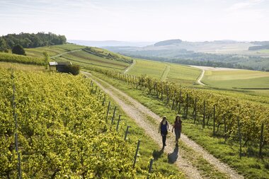 Wandern im Weinberg in Külsheim, Taubertal, Baden-Württemberg, Deutschland