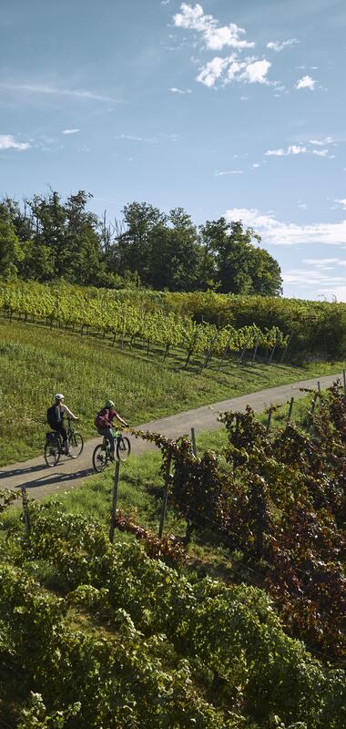 Radfahren im Weinberg in Külsheim, Taubertal, Baden-Württemberg, Deutschland