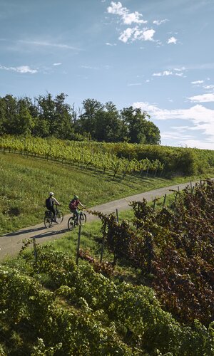 Radfahren im Weinberg in Külsheim, Taubertal, Baden-Württemberg, Deutschland