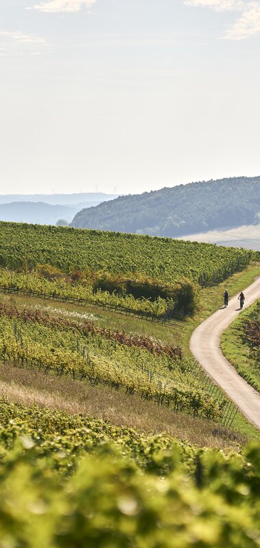 Radfahren im Weinberg in Külsheim, Taubertal, Baden-Württemberg, Deutschland | © Stefan Leitner