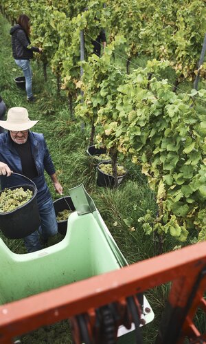 Weingut Ehrmann, Baden-Württemberg, Deutschland | © Stefan Leitner
