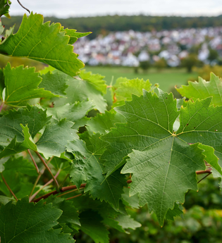 Ferienhaus Fritz Brosi | © Kraichgau-Stromberg Tourismus e.V.
