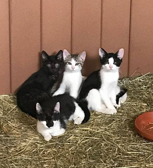 Ferienhof Ott im Rothenburger Land | © Unbekannt