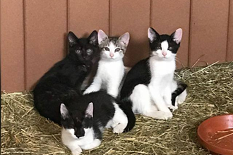 Ferienhof Ott im Rothenburger Land | © Unbekannt