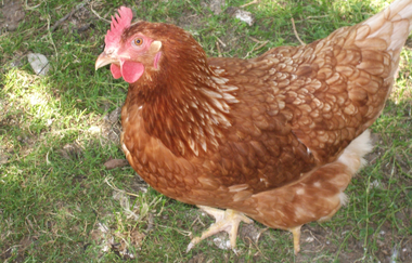 Ferienhof Ott im Rothenburger Land | © Unbekannt