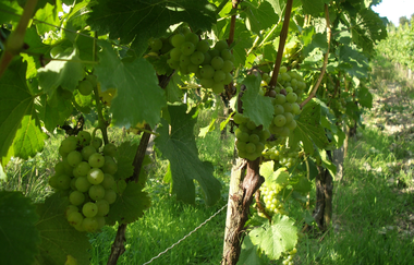 Ferienhof Ott im Rothenburger Land | © Unbekannt