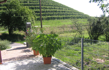 Sicht auf die Weinberge