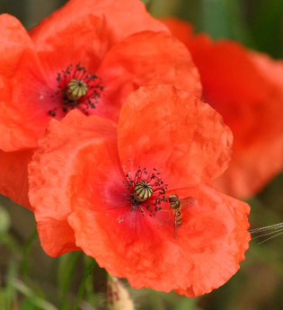 Hotel Restaurant Uhl | © Unbekannt