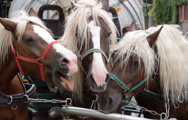Auf den Spuren der Maulbronner Mönche | © Klosterwelten