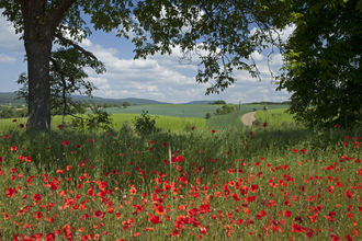 Auf den Spuren des Dachsenfranz – Vom Kraichgau in den Kleinen Odenwald | © Landratsamt Rhein-Neckar-Kreis