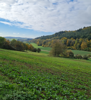 Bannwald - Neckarschleife - Evolutionspfad