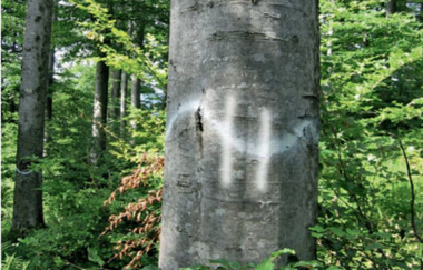 Bannwald - Neckarschleife - Evolutionspfad