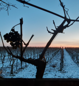 Winter im Weinberg | Winterliche Weinerlebnistouren | © NZT