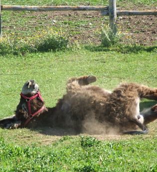 Das Glück hat lange Ohren - Hoferlebnis für die Familie