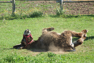 Das Glück hat lange Ohren - Hoferlebnis für die Familie