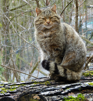 Die Wildkatze erleben im Wildparadies Tripsdrill | © Naturpark SH