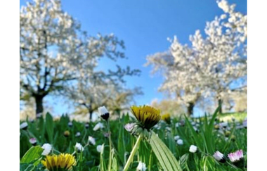 Blühende Wiese mit Löwenzahn und Gänseblümchen vor blühenden Obstbäumen und blauem Himmel. | © Stadt Besigheim
