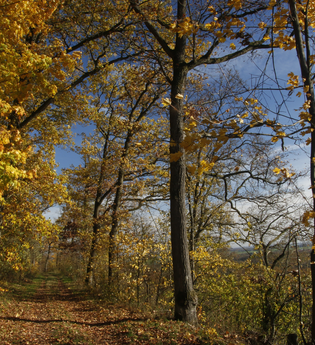Erlebnisweg Hilsbacher Eichelberg | © Quelle: Landratsamt Rhein-Neckar-Kreis
