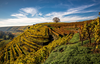Weinberge im Herbst mit goldenen Weinreben und blauem Himmel.