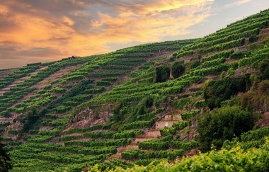 Steillagen "Lauffener Katzenbeißer" | Lauffen am Neckar | HeilbronnerLand | © Touristikgemeinschaft HeilbronnerLand e.V.
