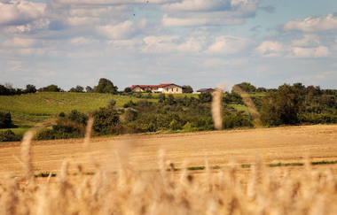 Gutsfest mit Livemusik | © WEINGUT LUDWIG HONOLD