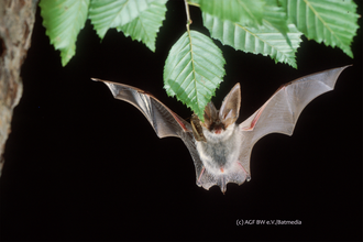 Jäger der Dunkelheit - Fledermäuse im Naturpark  Ausstellungseröffnung im Naturparkzentrum | © AGF BW_Batmedia