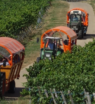 Katzenbeißer Carrus | Planwagen- und Weinbergrundfahrt | Lauffen am Neckar | © Katzenbeisser Carrus Planwagenfahrten GbR