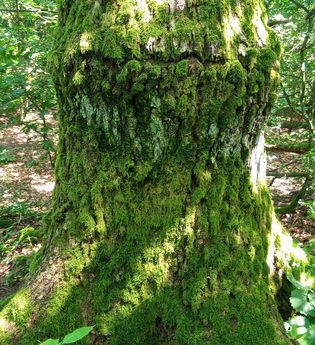 Naturführung | © Stadt Bönnigheim