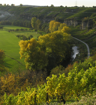Mühlhausen an der Enz: Wein und Steine - Geschichte und Geschichten
