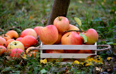 Naturparkmarkt Brackenheim | © Naturpark Stromberg-Heuchelberg