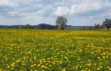 Rundtour ab Eberbach: Einmal um den Katzenbuckel ...