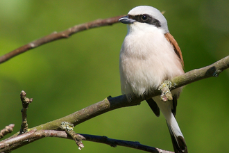 Vogelkundliche Wanderung