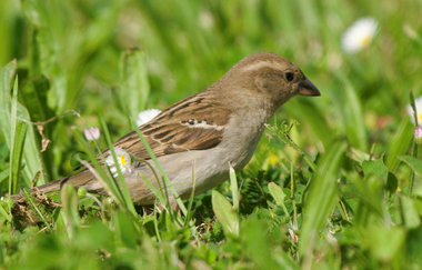 Vogelkundliche Wanderung