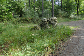 Grasfläche im Wald | © NZT