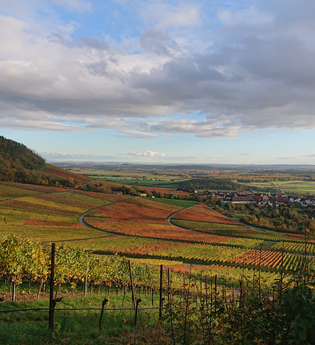 Wein und herbstliche Farbenpracht | © Weingut Weiberle