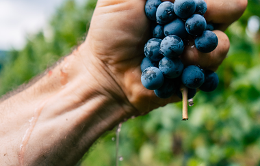 Weinfest am Vatertag