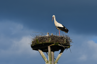 Weißstorch mit Jungen auf Horst | © Stefan Bosch