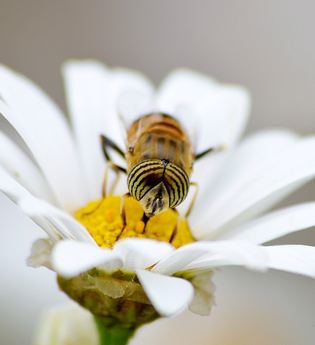 Welt der Biene | © Pixabay