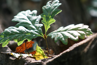 Wertvoll - von Eichen, Holz und mehr