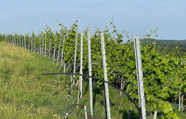 WineWalk | © Weingut Jaggy