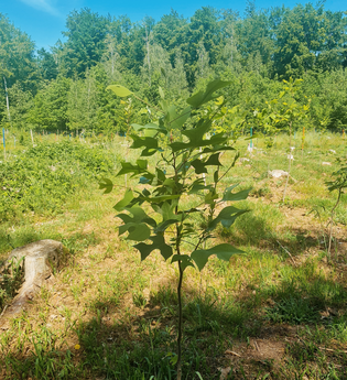 Zukunftsbäume - eine Lösung für unseren Wald | © Roland Fischer