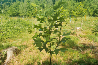 Zukunftsbäume - eine Lösung für unseren Wald | © Roland Fischer