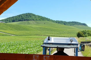 Zur Rebblüte in die Weinberge | © Weingut Weiberle