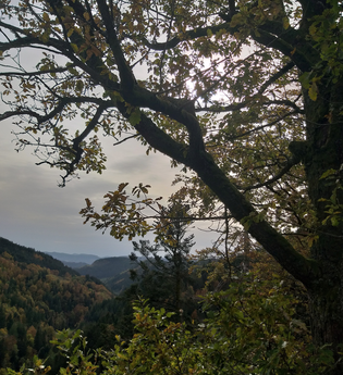Blätterrauschen | © Roland Fischer